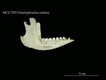 Media type: image;   Mammalogy 7393
